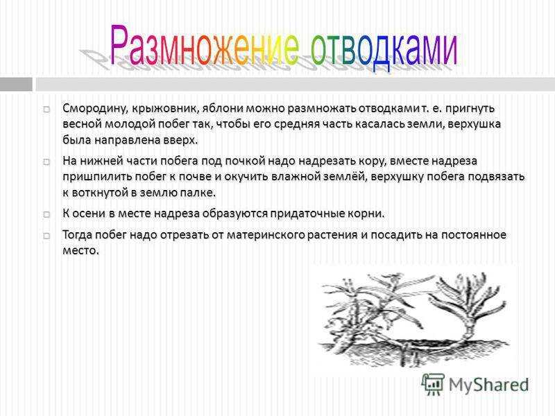 Размножение плодовых деревьев воздушными отводками | мой сад и огород