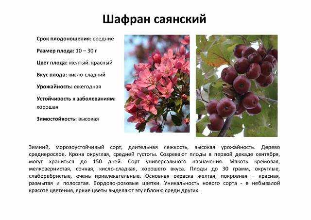 Пепин шафранный, описание сорта яблок