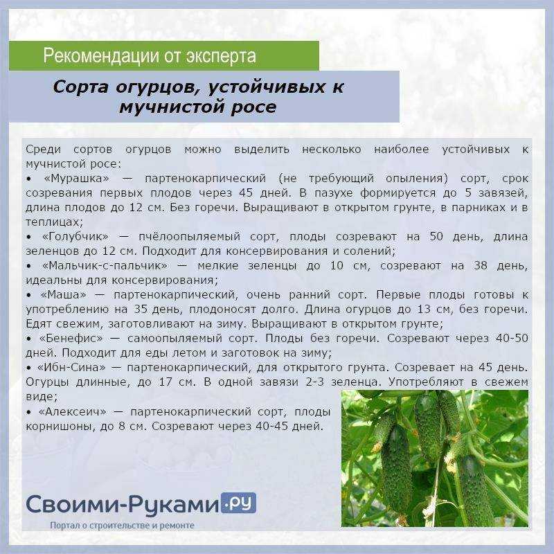 8 способов борьбы с ложной мучнистой росой на огурцах