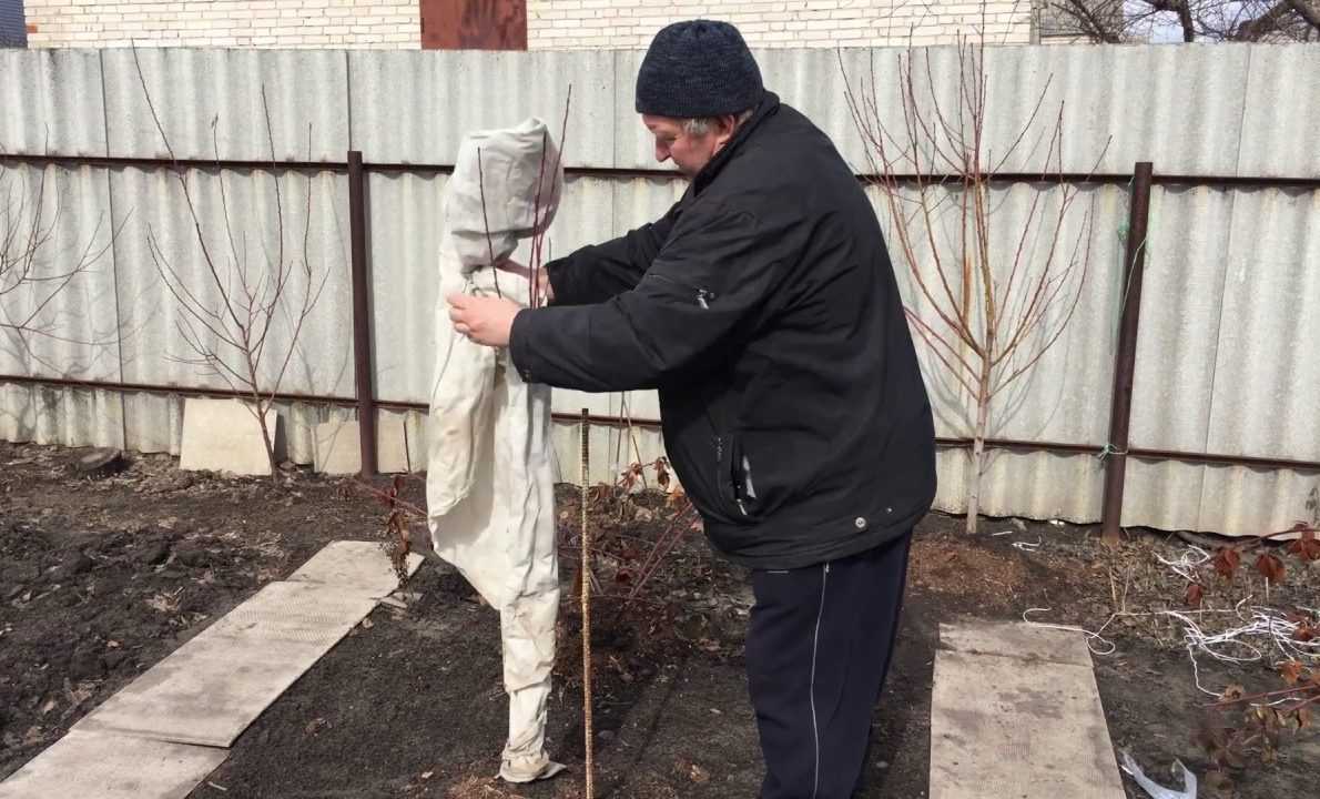 Чем подкормить абрикос осенью: самые популярные удобрения для косточковых