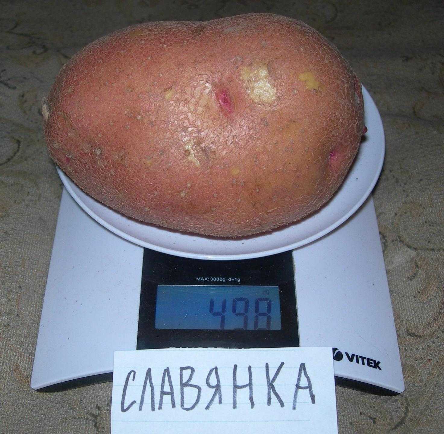 Картофель Славянка Купить Семена