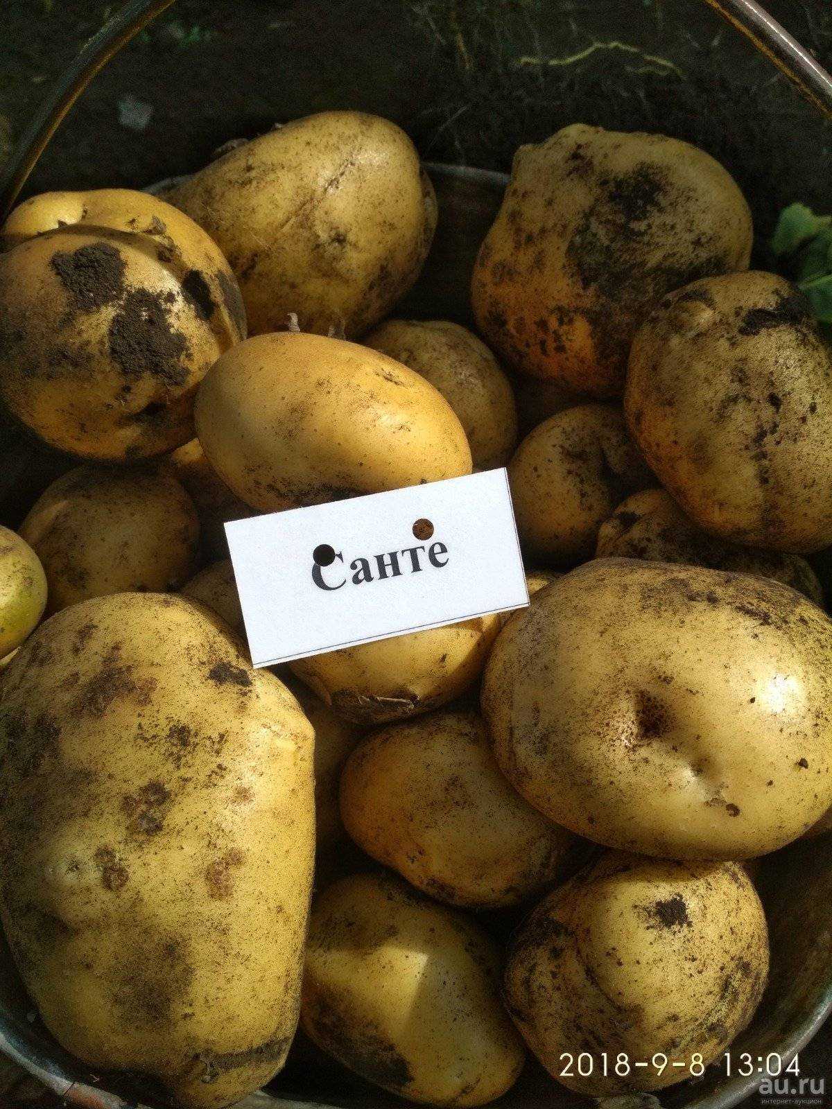 Сорт картофеля – санте: описание, качества, посадка и уход: характеристики, свойства, методы