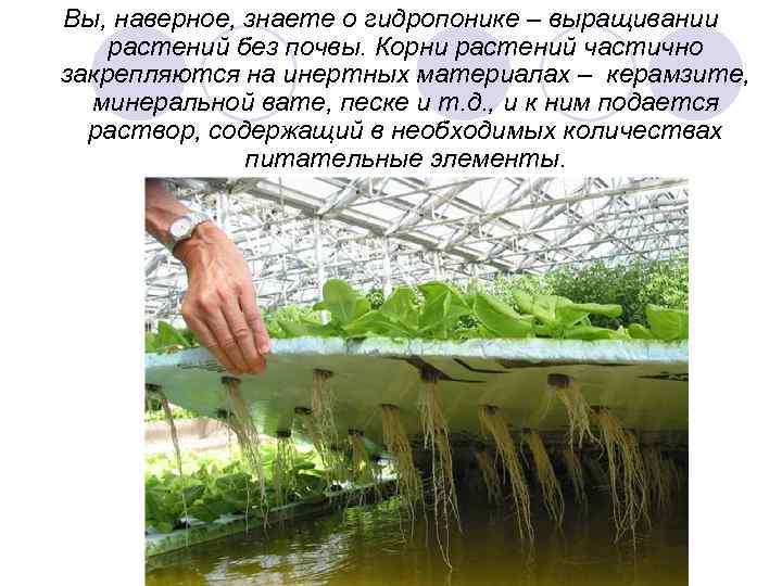 Гидропоника или почва, большой вопрос? спросите специалиста!