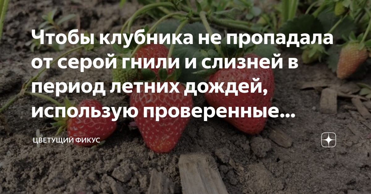 Перечень лучших фунгицидов для клубники и земляники и как они действуют