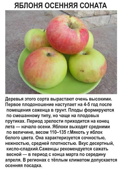 Яблоня россошанское полосатое описание отзывы. Орловский полосатый сорт яблони. Россошанское полосатое яблоня описание. Осенний полосатый сорт яблок. Яблоня осеннее полосатое описание сорта.