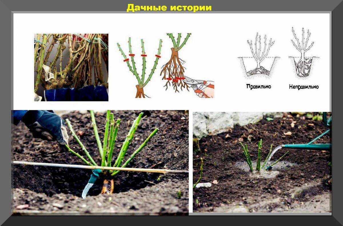 Как сажать розы в открытый грунт весной и осенью: простой способ