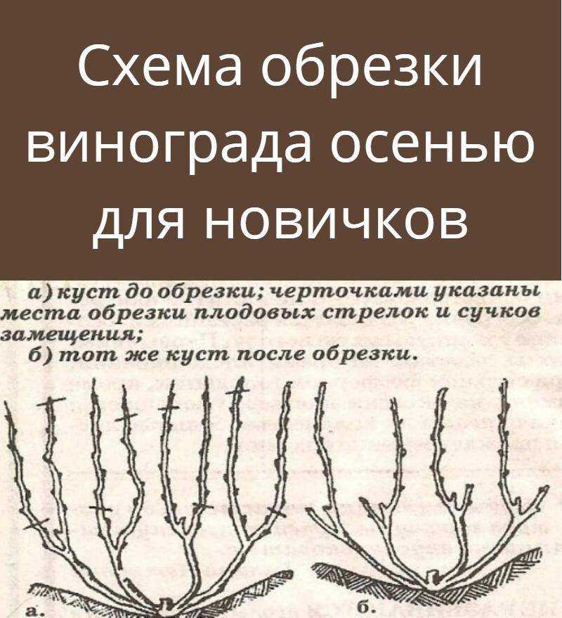 Осенняя обрезка винограда: сроки проведения процедуры, виды; пошаговая инструкция для начинающих