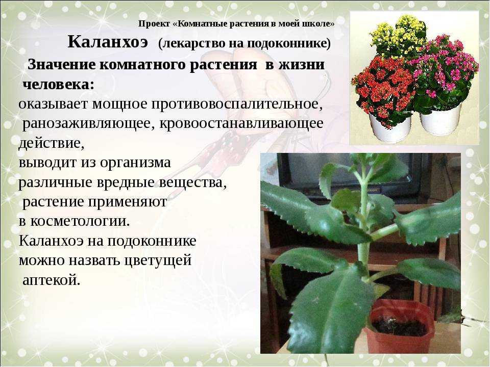 Каланхоэ каландива: описание, фото, уход в домашних условиях
