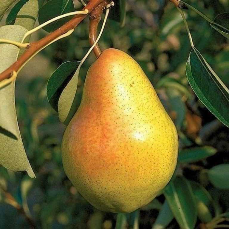 Сорт груши кюре (вильямс зимний): описание, фото