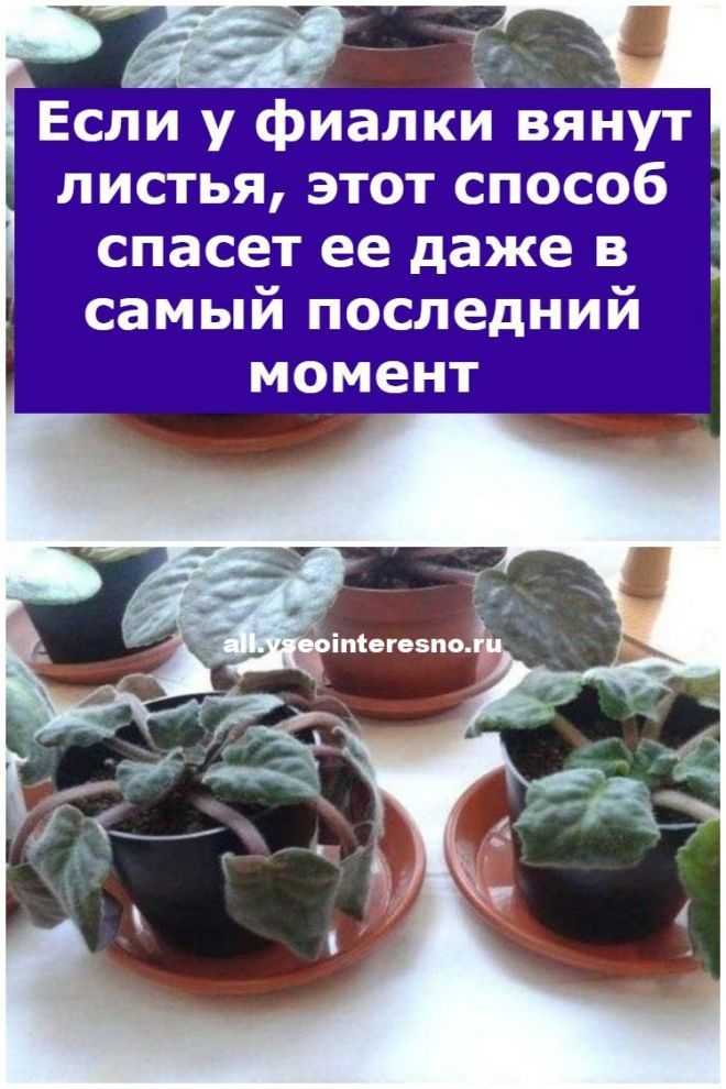 Фиалка: болезни с фотографиями, их лечение | 7flower.ru