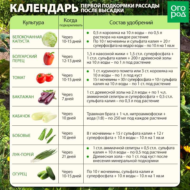 Подкармливаем рассаду правильно