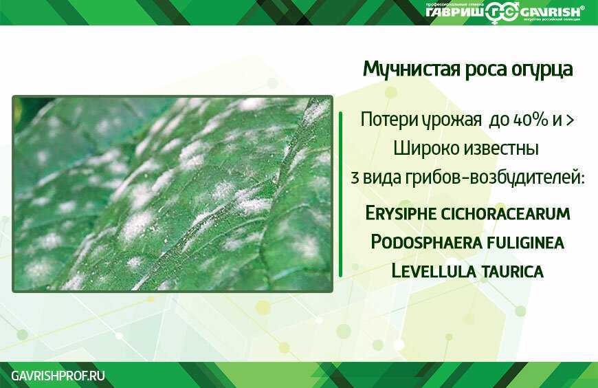Ложная мучнистая роса: препараты, меры борьбы на огурцах и луке