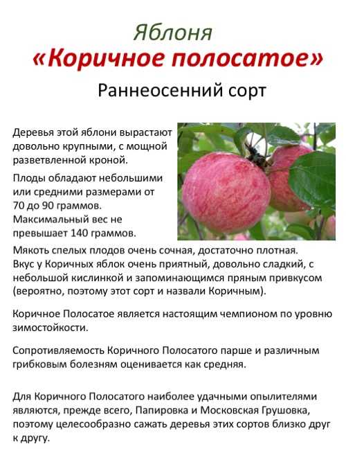 Сорт яблок коричное полосатое описание, фото, отзывы