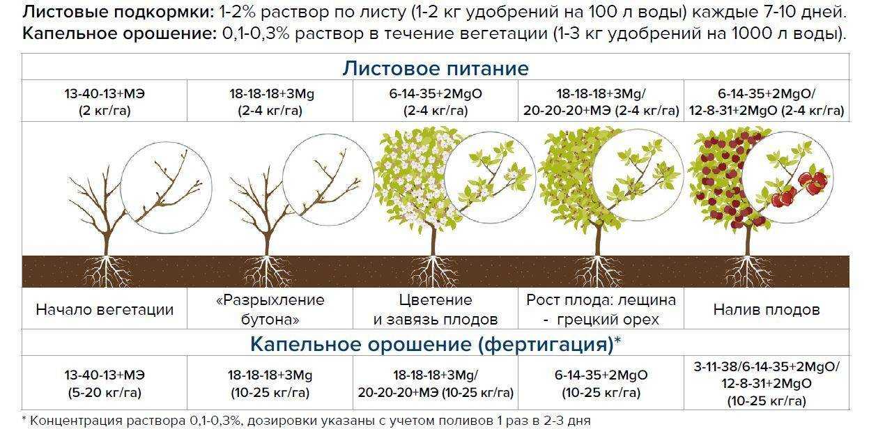 Обзор 8-ми лучших сортов абрикос. рейтинг по отзывам пользователей