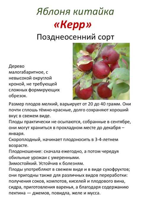 Лучшие сорта яблок - фото, названия и описания (каталог)