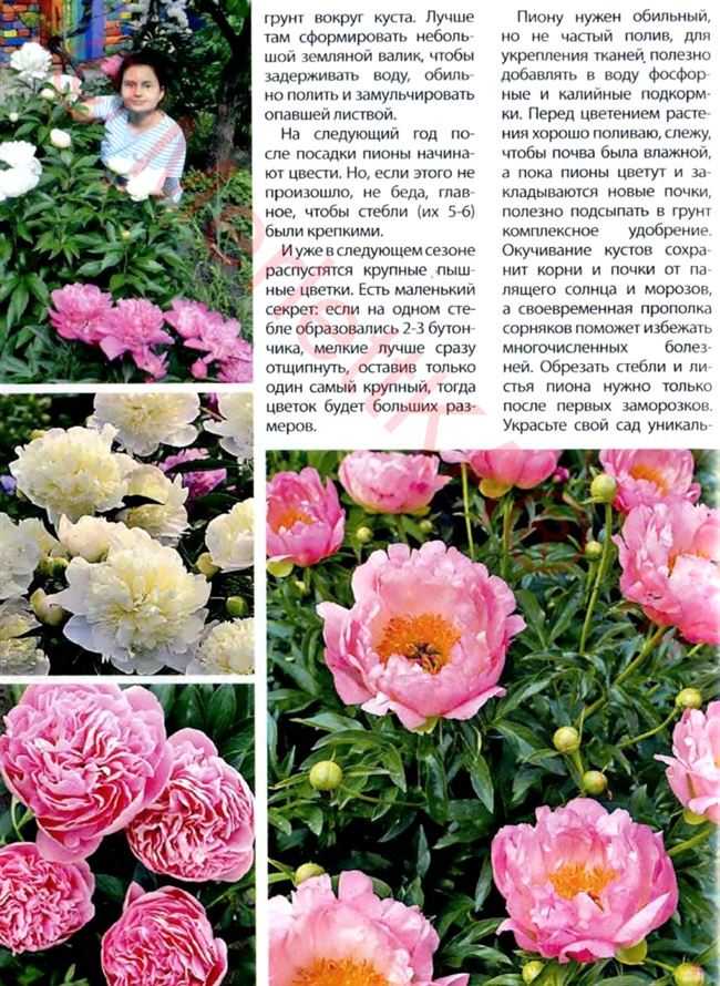 Какие красные пионы полюбились дачниками для выращивания на участке?