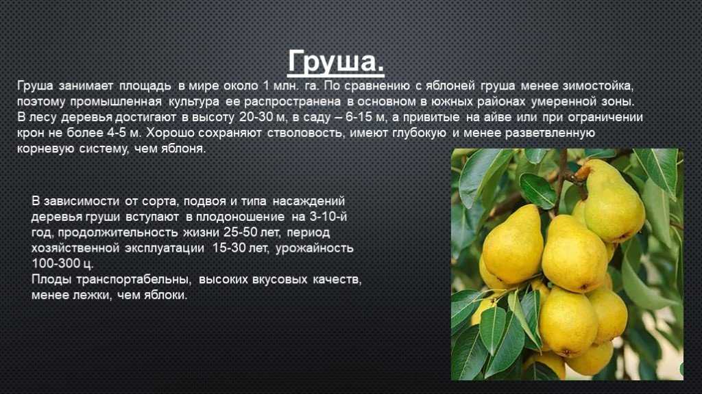 Высокая урожайность и зимостойкость «мемориального» сорта — груша памяти жегалова