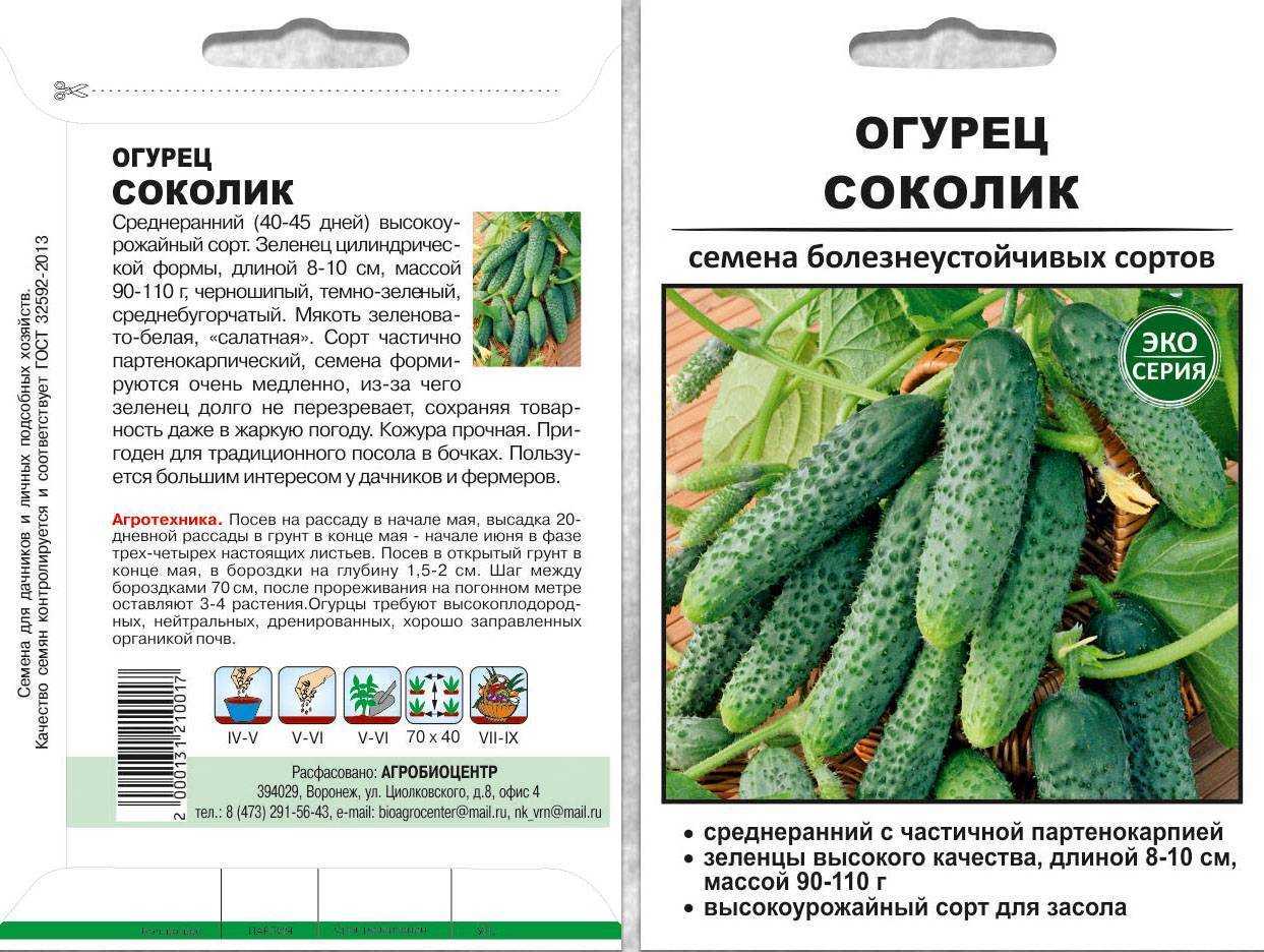 Лучшие сорта огурцов на 2023 год: самые урожайные, вкусные, для теплицы и открытого грунта