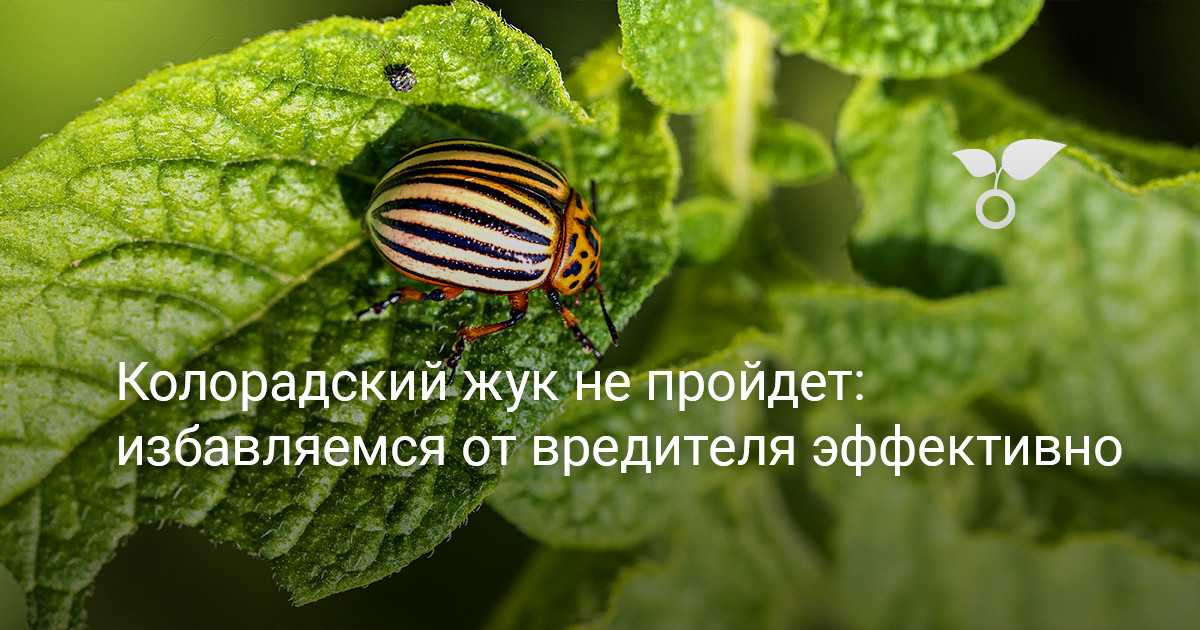 Листья перца пожелтели или побледнели: чем его подкормить