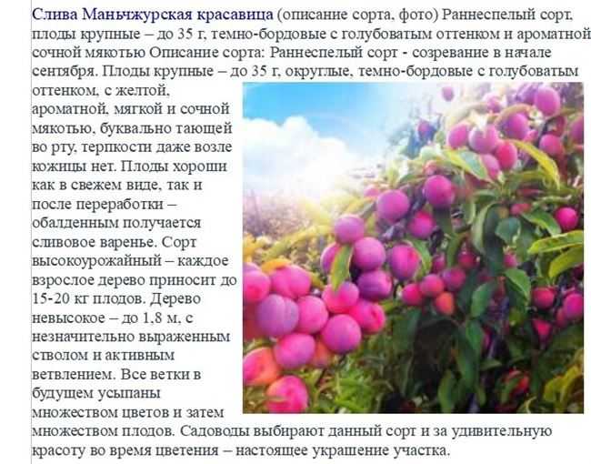 Популярные сорта китайской сливы | строительный портал