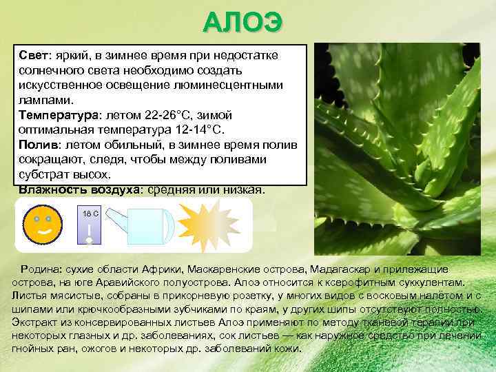 Эустома – выращивание и уход