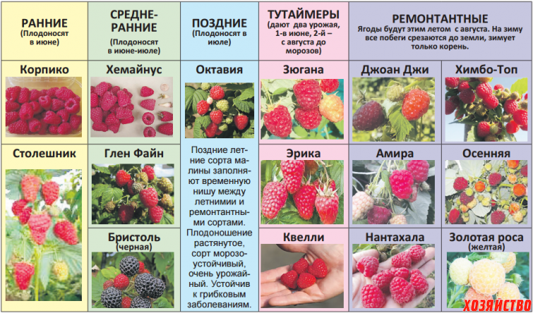 Малина херитейдж, описание сорта heritage, уход, выращивание