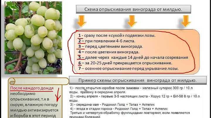 Как ускорить созревание винограда в августе, чем обработать для быстрой спелости, кольцевание для ускорения вызревания лозы, что еще сделать, чтобы лоза вызрела