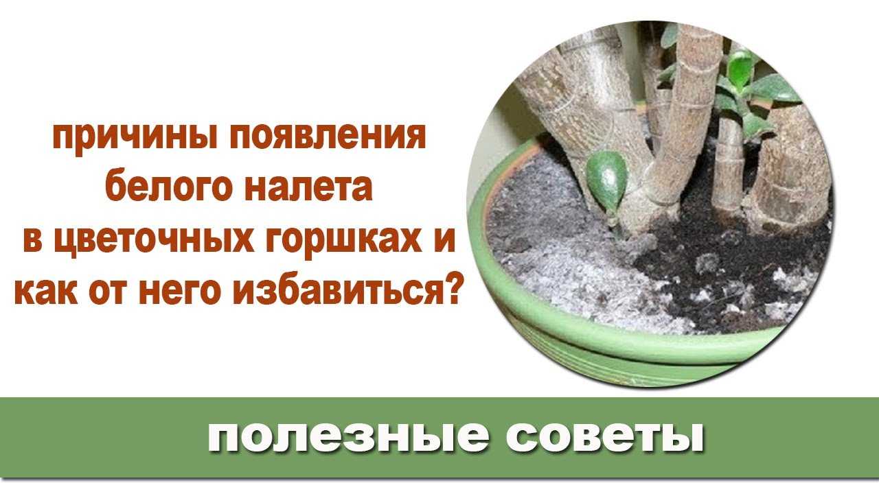 Как убрать белый налет на почве в цветочных горшках