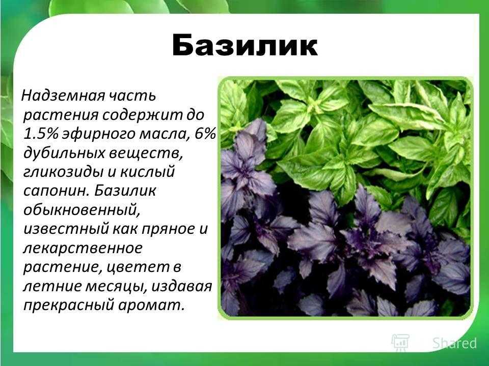 Отличие базилика от регана, полезные свойства фиолетового базилика, возможный вред и противопоказания