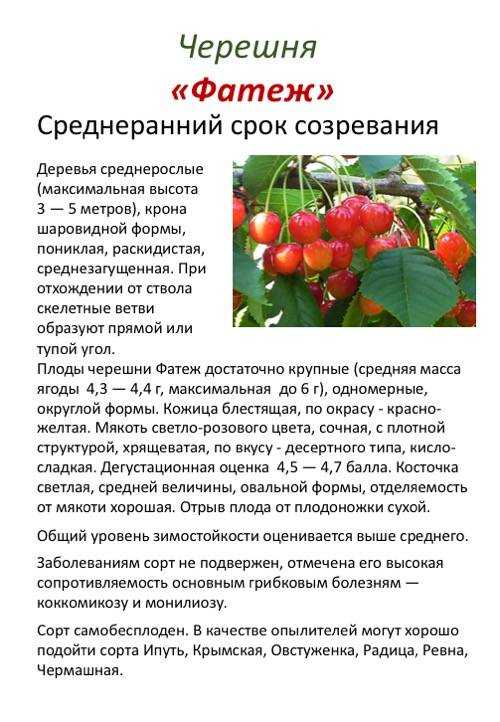 Черешня ипуть: описание сорта, фото, выращивание и уход