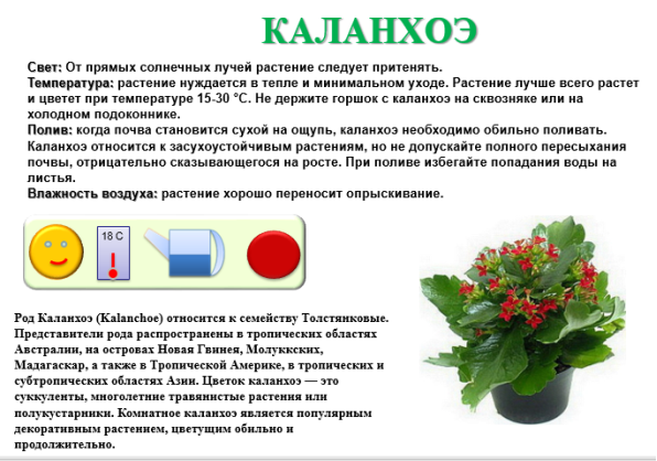 Каланхоэ - уход в домашних условиях, цветение, размножение и пересадка, видео
