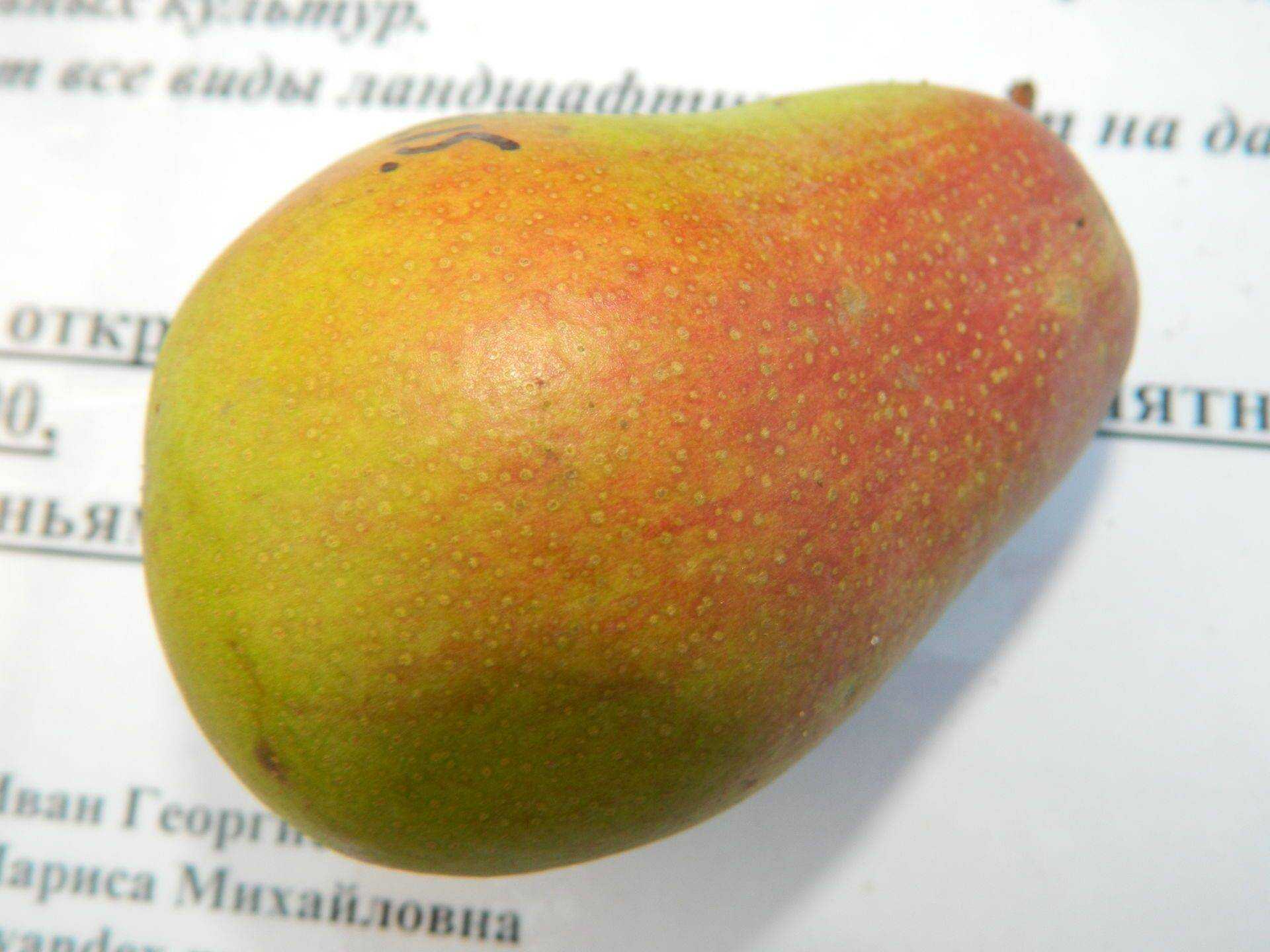 Колоновидная груша, посадка и уход