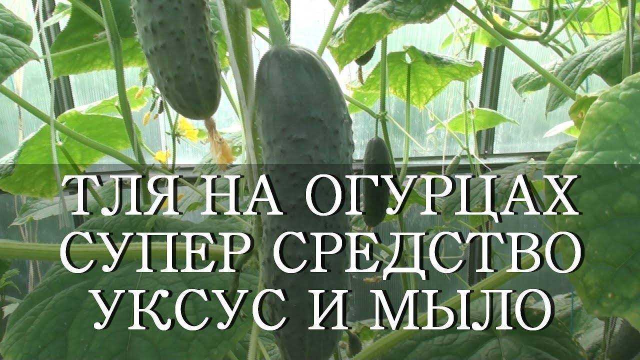 Чем опрыскивать огурцы от тли: препараты, рецепты, составы