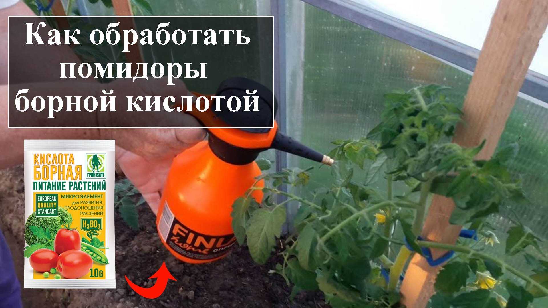 Борная кислота для завязи помидор: правильное опрыскивание томатов - технология обработки, рецепт приготовления раствора, в какое время брызгать и т.д.