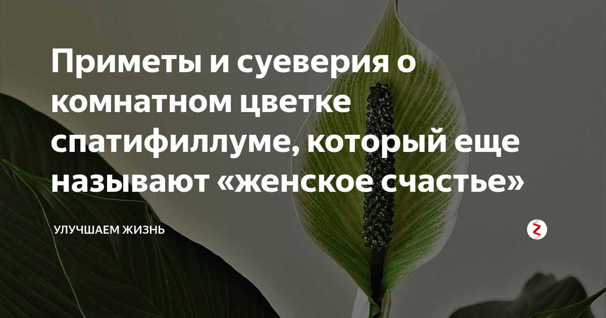 Почему нельзя держать дома кактусы: приметы, польза растения - red fox day