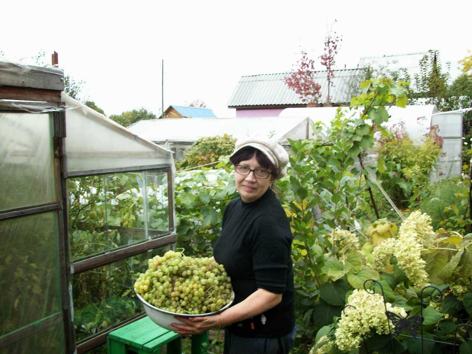 Выращивание винограда на урале для начинающих, посадка в открытом грунте