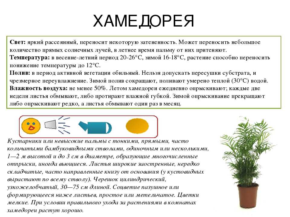 Пальма хамедорея: уход в домашних условиях и посадка