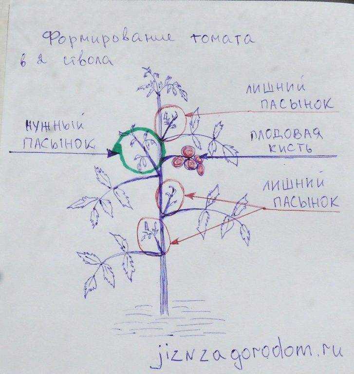 Низкорослые томаты (помидоры) для открытого грунта — лучшие сорта помидоров без пасынкования