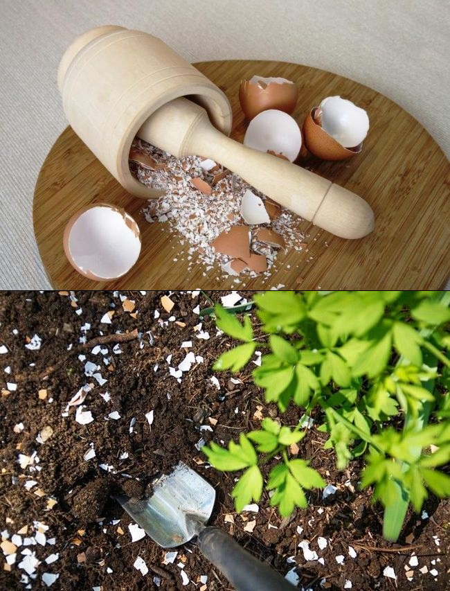 Яичная скорлупа как удобрение для огорода: для каких растений подходит, состав, инструкция по применению, рецепты