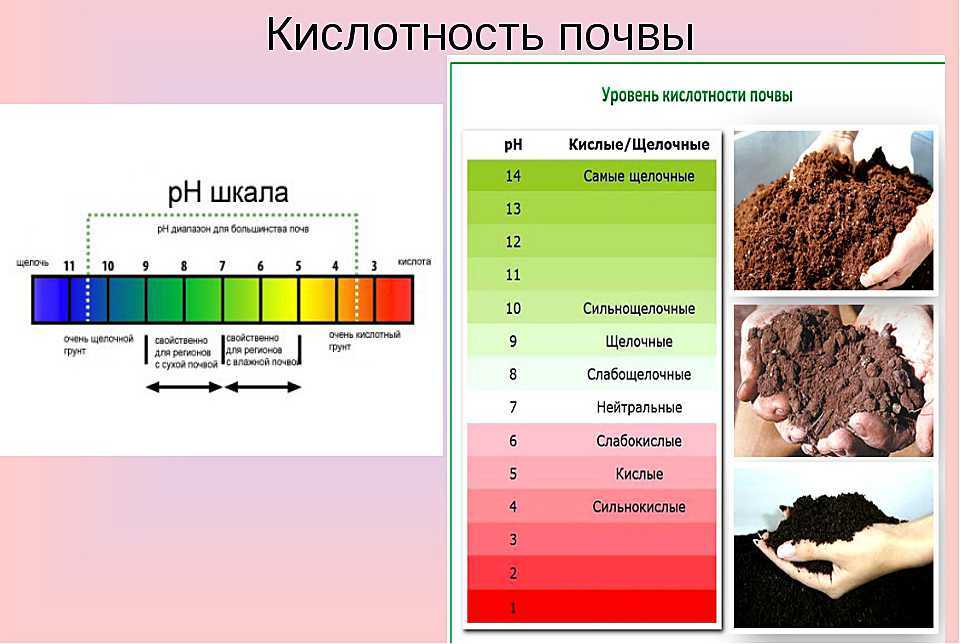 Для каких овощей нужно известковать почву? / асиенда.ру