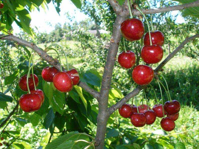 🍒какие сорта черешни считаются лучшими в 2023 году