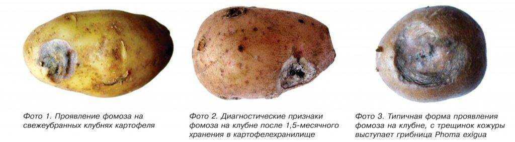 Болезни картофеля от а до я