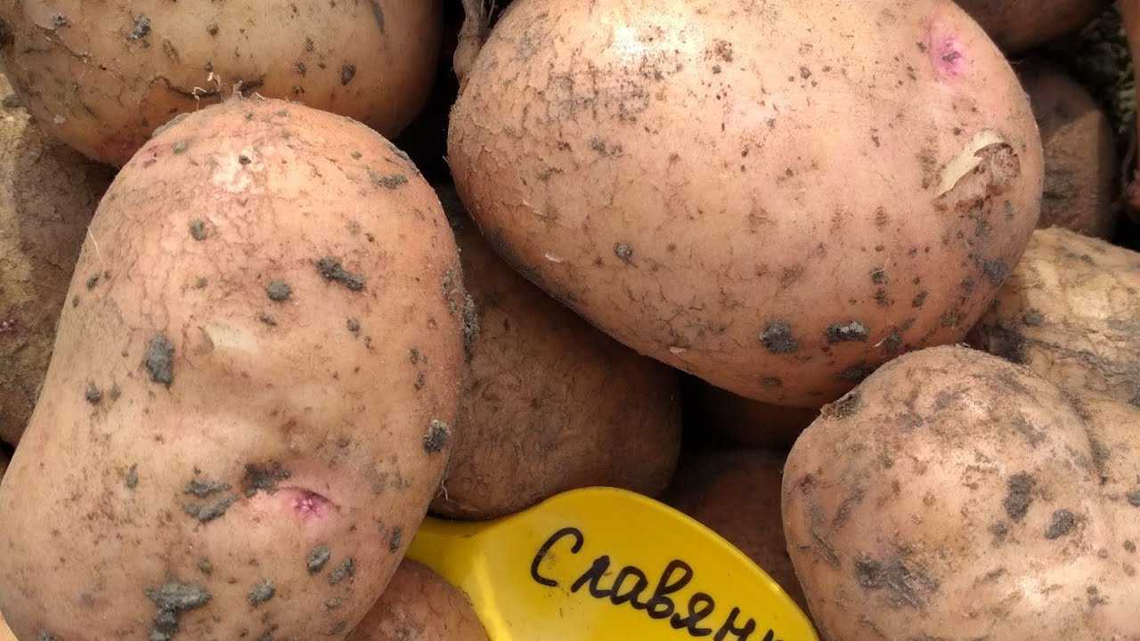 Картофель славянка: описание сорта, фото, отзывы о вкусовых качествах и сроках созревания на алтае, характеристика урожайности и советы по выращиванию и уходу