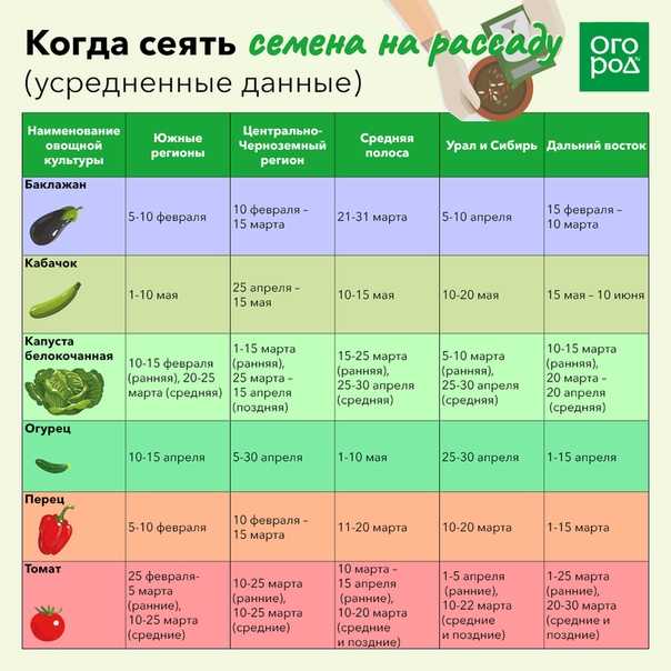 Подготовка семян к посеву: лучшие способы обеззараживания и стимуляции роста