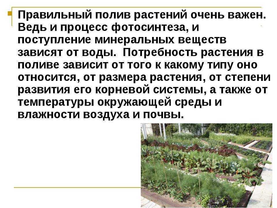 Как поливать перец в теплице и открытом грунте: частота и правила полива