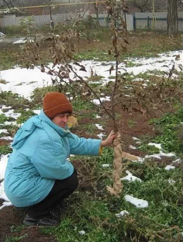 Почему у груши не распускаются почки после зимы и что делать