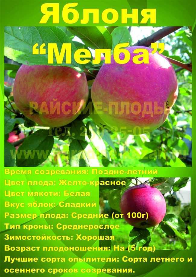 Яблоня мельба: фото и описание сорта. рекомендации посадка и уход