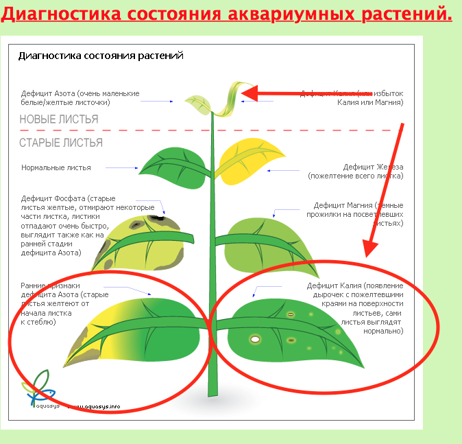 Желтеют листья у розы садовой в июне