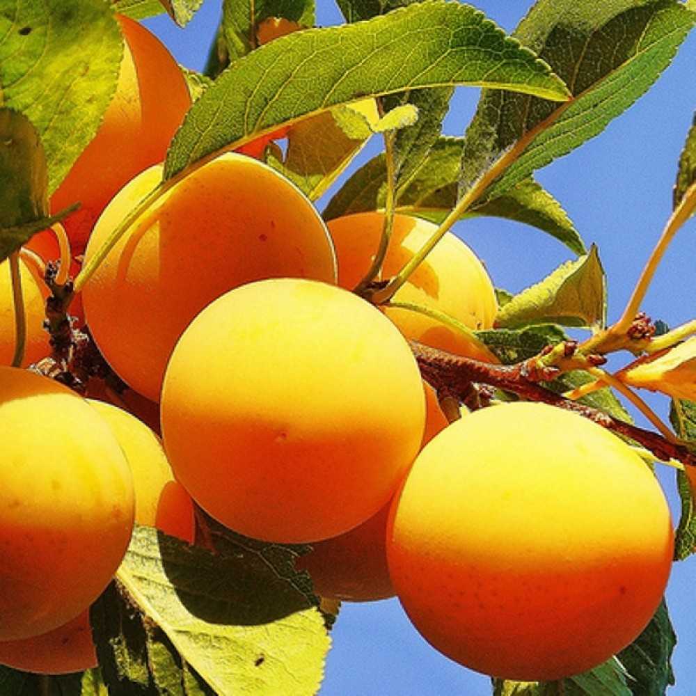 Алыча темная сорт. алыча, фото и описание сортов