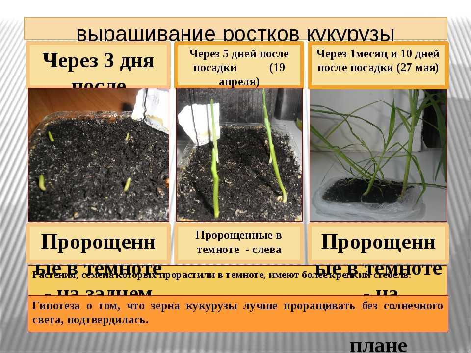 Сколько всходят семена баклажанов после посева без замачивания: повышение всхожести
